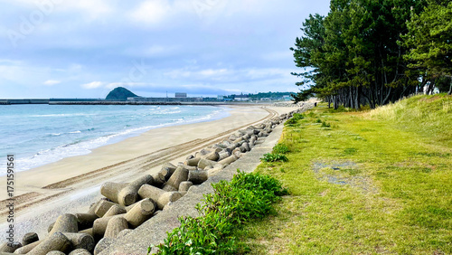 さつき松原の松林遊歩道