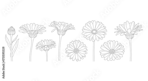 Collection of hand drawn dandelion flowers and seed heads line art