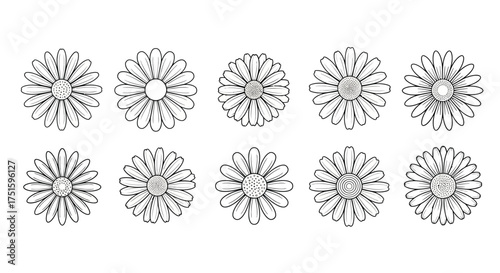 Collection of hand drawn daisy illustrations in black and white