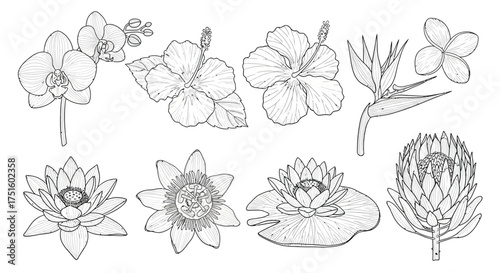 Collection of hand drawn botanical illustrations of exotic flowers and plants