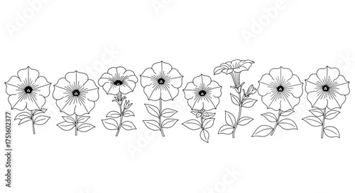 Collection of delicate hand drawn petunia flower illustrations in black and white