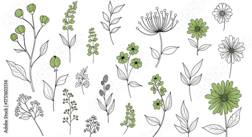 A collection of hand drawn botanical elements featuring delicate floral and leaf illustrations with soft green accents.