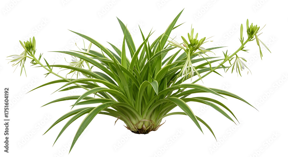 Fototapeta premium Healthy Green Spider Plant Houseplant Isolated on White