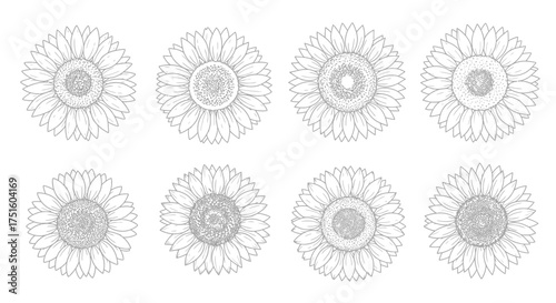 Collection of eight detailed line art illustrations of sunflower heads in a grid pattern