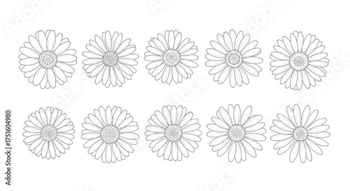 Collection of ten hand drawn floral illustrations in black and white