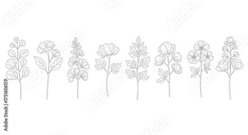 Collection of delicate botanical line drawings of various flowers