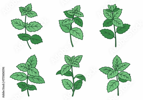 Collection of Fresh Green Mint Sprigs Illustration. Aromatic Herb Design Elements for Cooking, Beverages, and Natural Products.