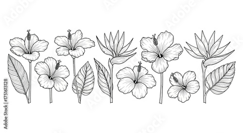 Hand drawn tropical flowers and leaves botanical illustration black and white