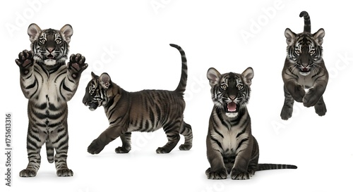 A collection of a young black tiger cub in four different dynamic poses isolated on a white background.