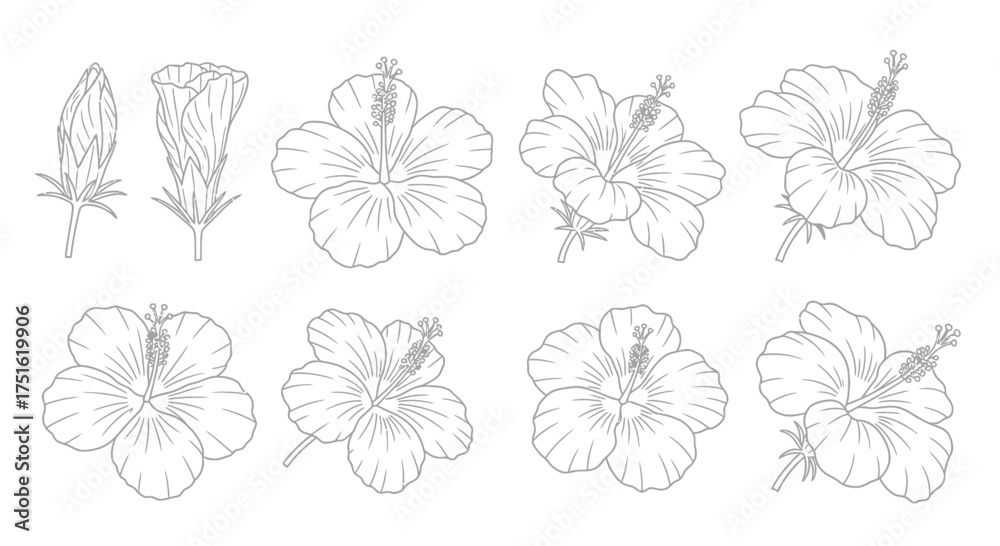 Obraz premium Collection of hand drawn hibiscus flower isolated on white background