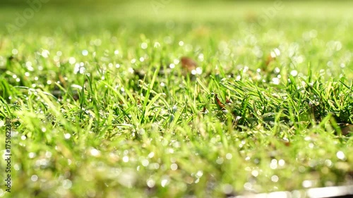 Macro view of fresh green grass covered with morning dew droplets shining in sunlight showing natural surface texture, water reflection and environmental freshness in outdoor setting