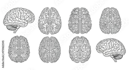 Set of human brain illustrations isolated on white background in different views