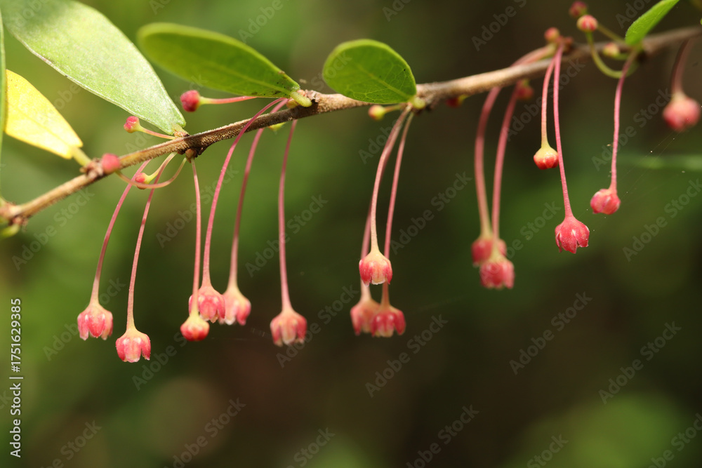 Obraz premium Delicate Pink Drooping Flowers on a Branch with Green Leaves