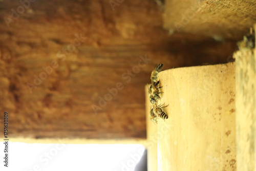 Honey Bees Clustering Near Wooden Beehive Entrance