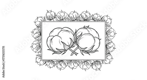 A black and white illustration of two cotton bolls framed by leaves.