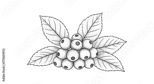 A cluster of ripe berries surrounded by fresh green leaves drawn in a sketch style.