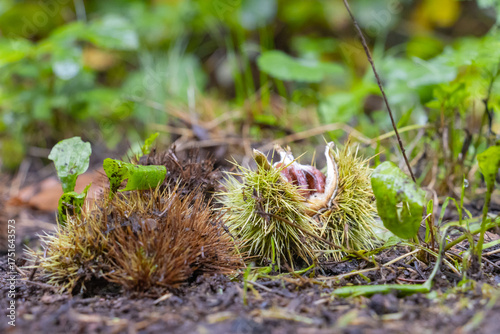 Fresh chestnuts lie on the forest floor inside their green spiky husks. The natural autumn scene captures the texture, color, and beauty of wild chestnut fruits in a woodland environment.