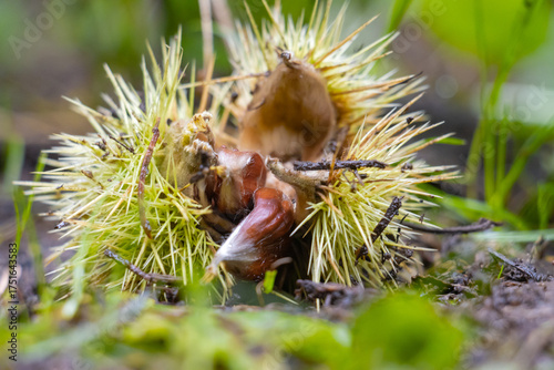 Fresh chestnuts lie on the forest floor inside their green spiky husks. The natural autumn scene captures the texture, color, and beauty of wild chestnut fruits in a woodland environment.