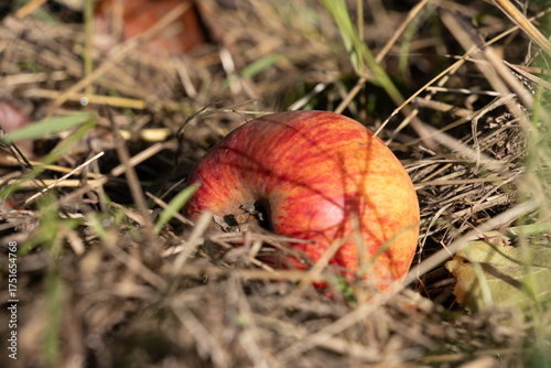 Fallen apples lie on a meadow in autumn, surrounded by grass and colorful leaves. The image captures the natural beauty of orchard harvest, rural landscape, and the cycle of nature in fall.