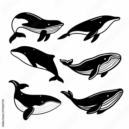 Collection of six different whale species, including orca, humpback, and beluga