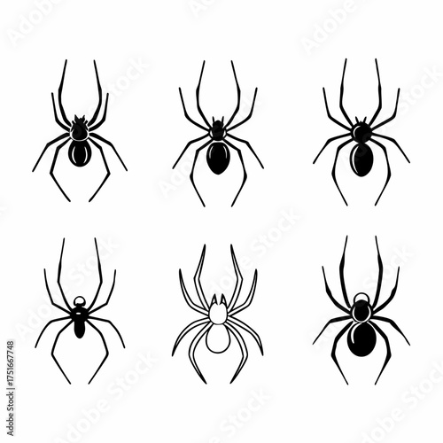 Collection of six different spider species, including orbweaver and cellar spider