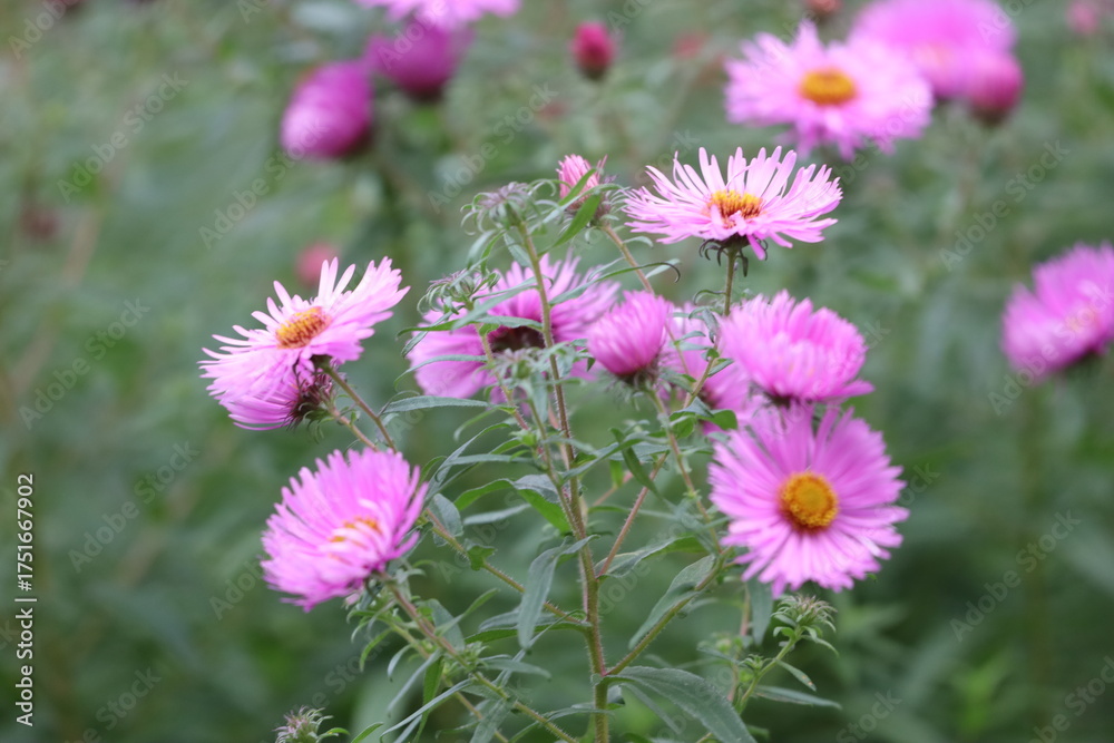Obraz premium Field of pink New England asters with yellow centers