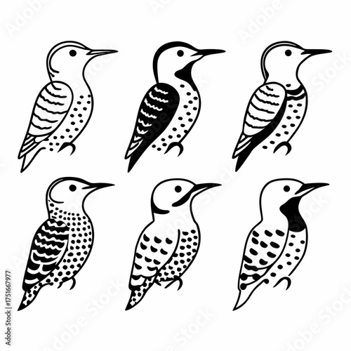 Collection of sapsucker bird icons in black and white, vector illustration