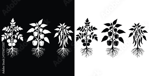Silhouette illustrations of tomato bell pepper and chili pepper plants in black and white