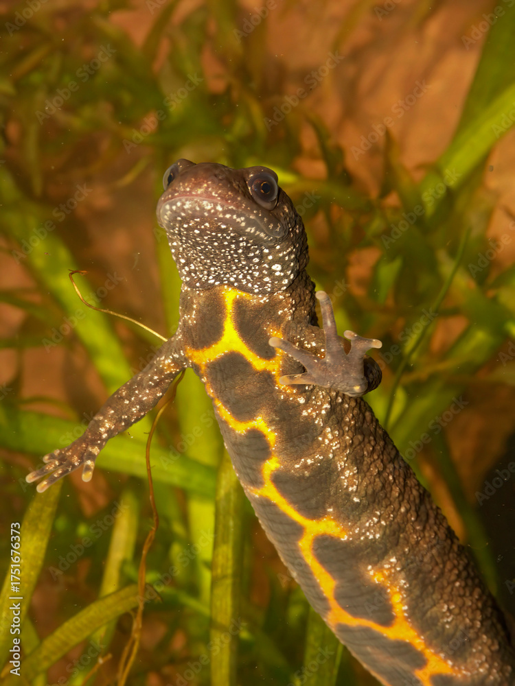 Obraz premium Closeup on the colorful orange ventral side of a female crested newt, Triturus carnifex