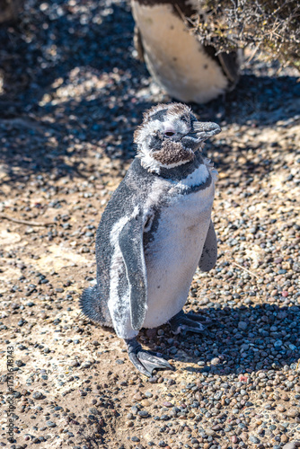 Magellanic penguins guarding their nests at peninsula Valdes, Patagonia, Argentina