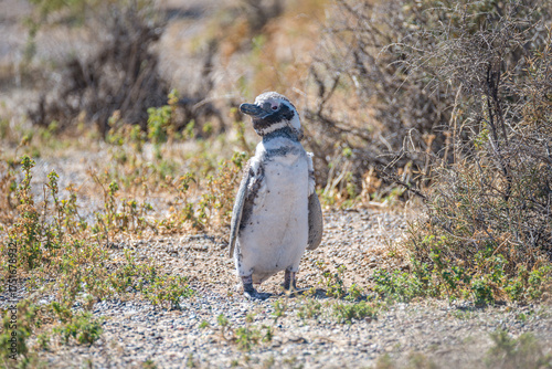 Magellanic penguins guarding their nests at peninsula Valdes, Patagonia, Argentina