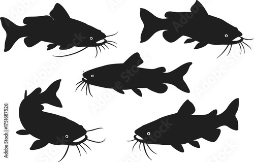 Silhouette vector illustration of catfish swimming underwater, freshwater fish species design, aquatic wildlife animal isolated on white background for fishing and nature concept