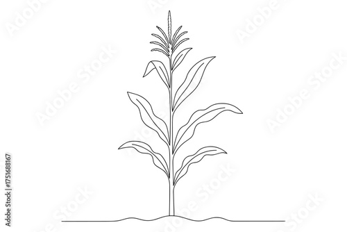 vector silhouette of a plant,
Line Drawing of a Corn Plant,
Continuous Line Art Depicting Natural Simplicity and Agricultural Growth