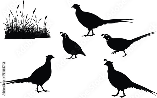 Silhouette vector illustration of pheasants and quails walking in grass field, wild birds in nature habitat, black animal shapes isolated on white background design
