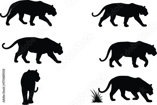Tiger silhouettes walking and stalking vector illustration set, wild animal collection for jungle wildlife, nature, predator motion, and endangered species conservation design