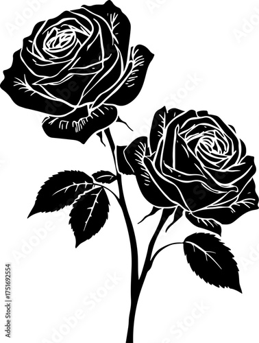 black and white Two roses