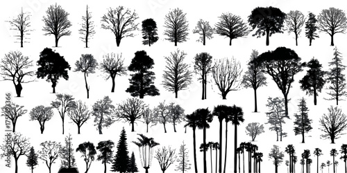 Collection of diverse bare deciduous and evergreen trees in a graphic silhouette style
