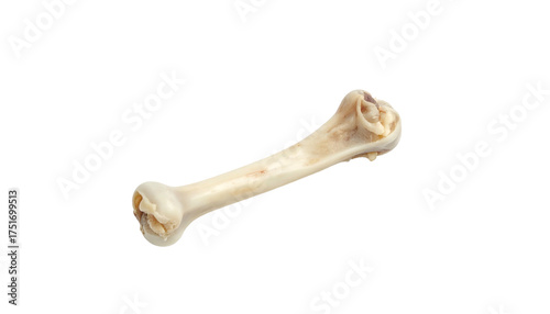 Single bone, light colored, curved form, isolated on black background