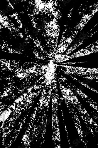 Striking monochrome silhouettes of towering trees reaching towards the sky, creating a powerful upward perspective and a sense of awe-inspiring natural beauty, perfect for impactful designs