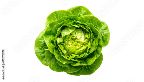 Butter lettuce with curled green leaves, top view