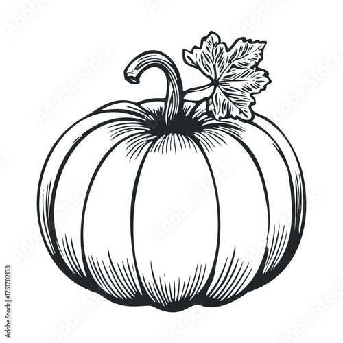 Pumpkin illustration for autumn decoration and seasonal designs. Vector hand drawn illustration
