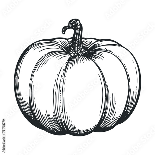 Hand drawn pumpkin illustration for autumn decor. Vector hand drawn illustration