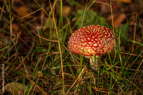 fly agaric mushroom