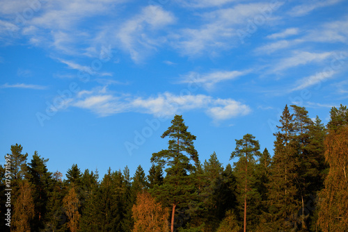 forest and sky