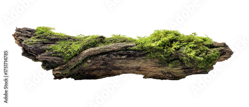 Driftwood log covered in vibrant green moss (1)