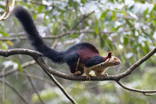 Indian giant squirrel on a tree branch in a forest