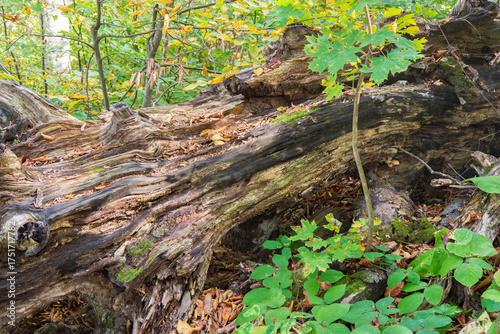 An old fallen tree in the forest