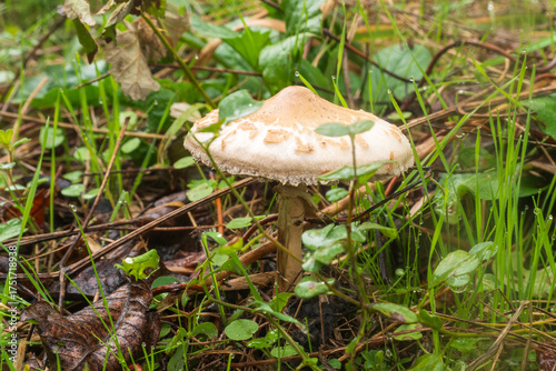 A young parasol mushroom (Macrolepiota procera) on the forest floor