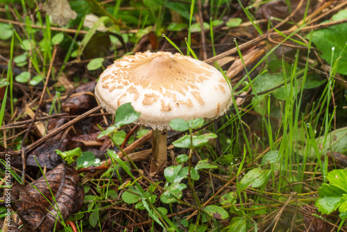 A young parasol mushroom (Macrolepiota procera) on the forest floor