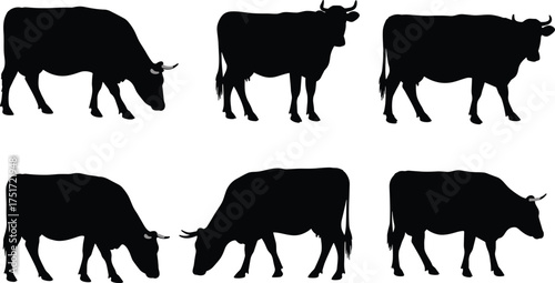 Black cow silhouettes in different poses, grazing, standing, walking, livestock animals, agriculture, rural farm life, countryside nature, vector illustration artwork